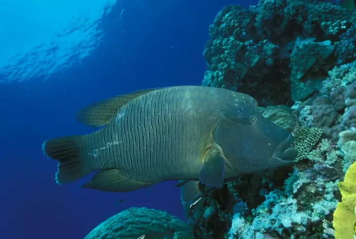 Framed Print : Hump-headed Maori Wrasse Great Barrier Reef, Queensland, Australia ZIE00244 Framed Print : Hump-headed Maori Wrasse Great Barrier Reef, Queensland, Australia ZIE00244
