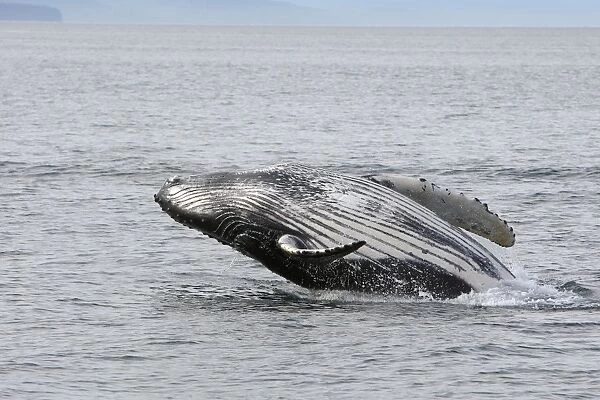 HUMPBACK WHALE. Humpback Whale - Breaching - The whale is leaping into the air rotating