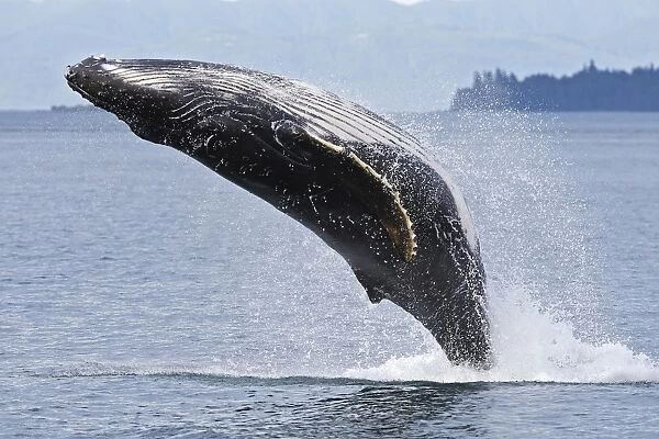 HUMPBACK WHALE. Humpback whale - Breaching - The whale is leaping into the air rotating