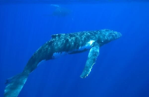 Humpback whale - Adult male. Silhouette of a mother and calf barely visible at top of image. Vava'u, Tonga, South Pacific