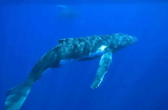 Framed Print : Humpback whale - Adult male. Silhouette of a mother and calf barely visible at top of image. Vava'u, Tonga, South Pacific Framed Print : Humpback whale - Adult male. Silhouette of a mother and calf barely visible at top of image. Vava'u, Tonga, South Pacific