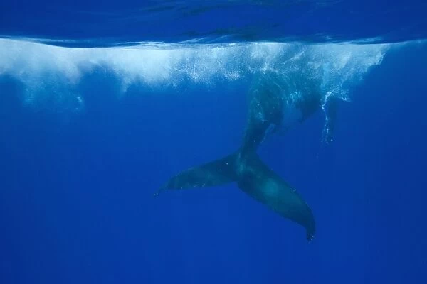 Humpback whale - Adult swimming at the surface. Vava'u, Tonga, South Pacific