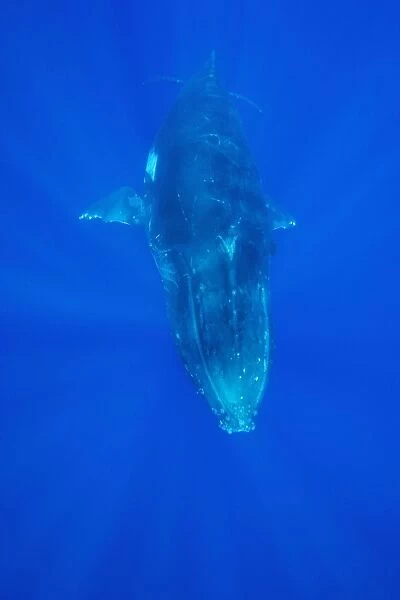 Humpback whale - adult Vava'u, Tonga, South Pacific