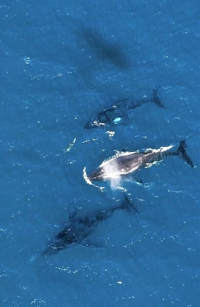 Humpback Whale - aerial view with Bottlenose dolphin, Platypus Bay, Fraser Island, Queensland, Australia JPF25522
