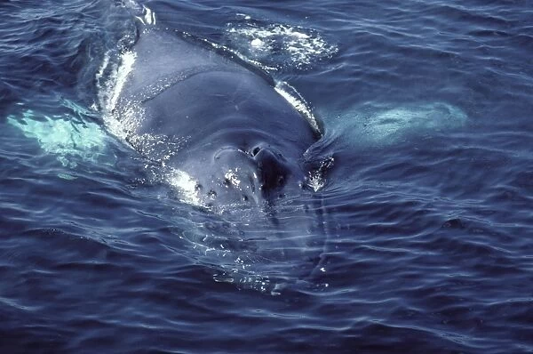 Humpback whale - Appearing at surface showing blowholes (CZ 750)
