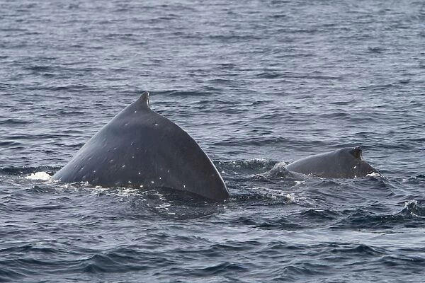 Humpback Whale - Baja California - Mexico