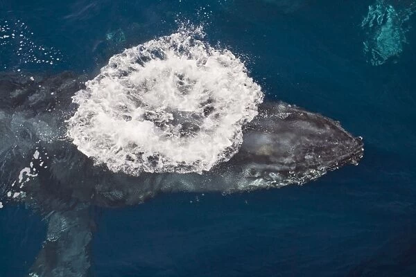 Humpback Whale - beneath surface - from above - Baja California - Mexico