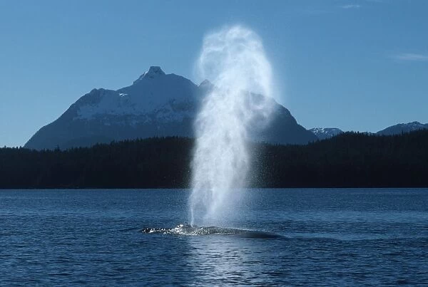Humpback whale - Blow rises very high in the cold, still air of an October day in Southeast Alaska DB 388