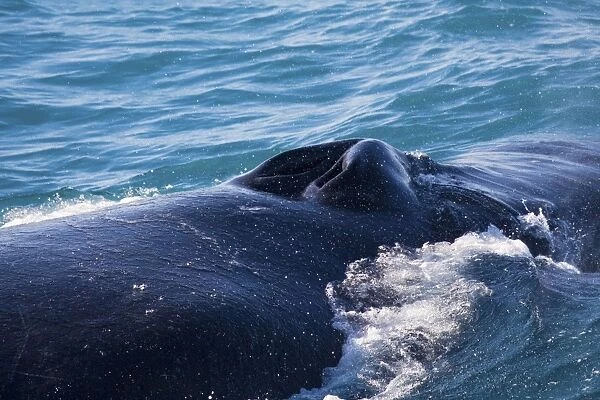 Humpback Whale blowhole - Off the Kimberley coast, Western Australia