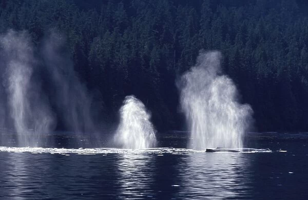 Humpback whale - Blows Southeast Alaska