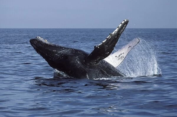 Humpback whale - Breaching. Bahia de Banderas, Nayarit State, Mexico DA 824