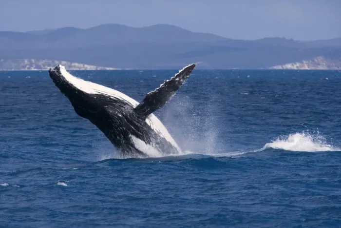 Framed Print : Humpback Whale - breaching female whale in front of Fraser Island's coast - Hervey Bay Marine Park, Queensland, Australia Framed Print : Humpback Whale - breaching female whale in front of Fraser Island's coast - Hervey Bay Marine Park, Queensland, Australia