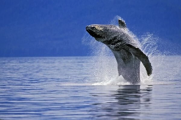 Humpback whale - breaching S. E. Alaska. ML712