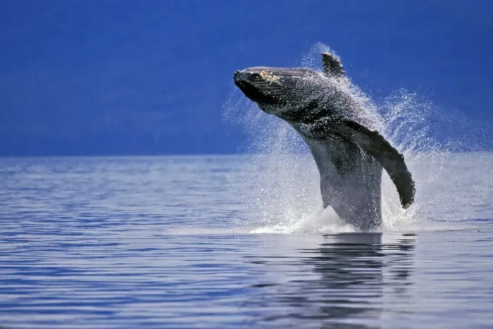 Framed Print : Humpback whale - breaching S. E. Alaska. ML712 Framed Print : Humpback whale - breaching S. E. Alaska. ML712