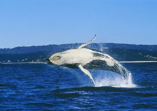 Humpback WHALE - breaching, showing underside. Young whale, possibly female abpit 10 meters long