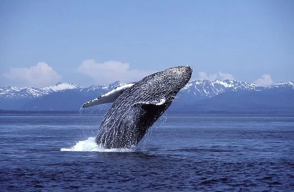 Humpback whale - Breaching. Southeast Alaska DA 990
