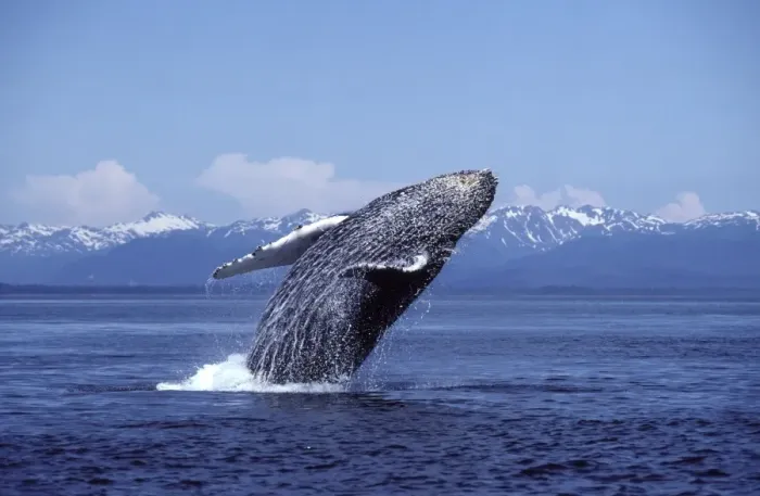 Framed Print : Humpback whale - Breaching. Southeast Alaska DA 990 Framed Print : Humpback whale - Breaching. Southeast Alaska DA 990