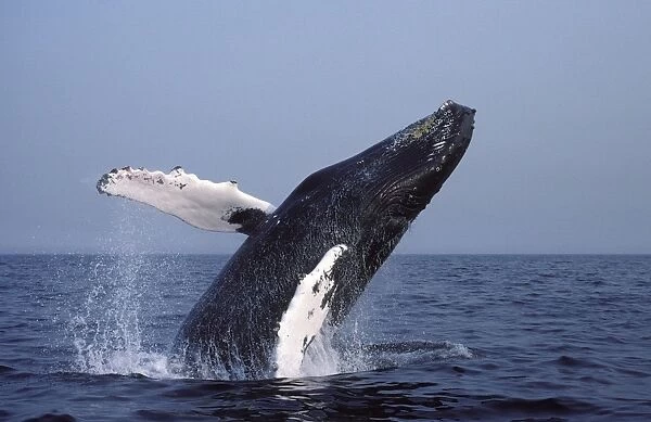 Humpback whale - Breaching. Stellwagen Marine Sanctuary, Gulf of Maine, Atlantic Ocean DA 957