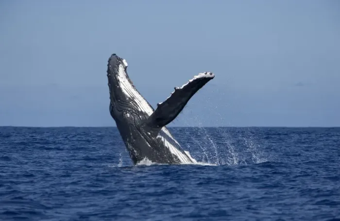 Framed Print : Humpback whale - Breaching Vava'u, Tonga, South Pacific