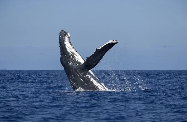 Humpback whale - Breaching Vava'u, Tonga, South Pacific