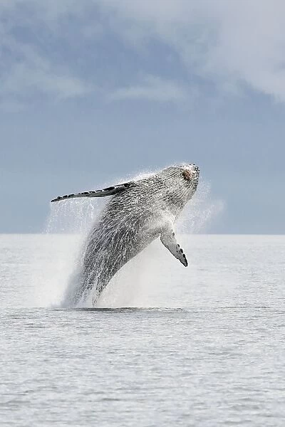 Humpback whale - Breaching - The whale is leaping into the air rotating and landing on its back or side to create a chin-slap - inside Passage - Alaska