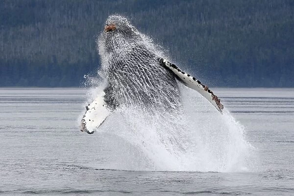Humpback whale - Breaching - The whale is leaping into the air rotating and landing on its back or side to create a chin-slap - inside Passage - Alaska
