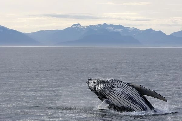 Humpback Whale - Breaching - The whale is leaping into the air rotating and landing on its back or side to create a chin-slap - inside Passage - Alaska