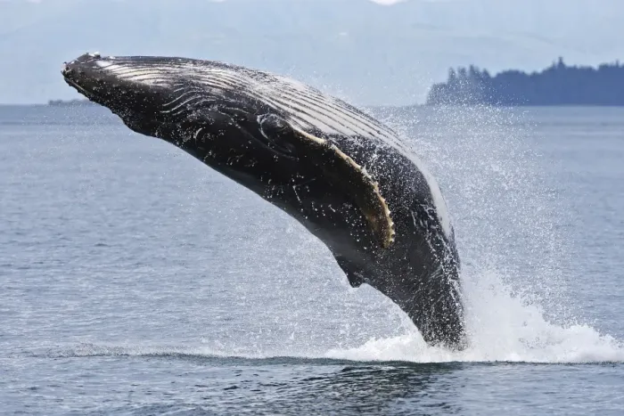 Framed Print : Humpback whale - Breaching - The whale is leaping into the air rotating and landing on its back or side to create a chin-slap - Frederick sound - inside Passage - Alaska Framed Print : Humpback whale - Breaching - The whale is leaping into the air rotating and landing on its back or side to create a chin-slap - Frederick sound - inside Passage - Alaska