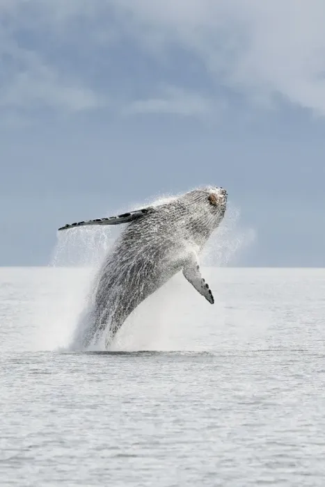 Framed Print : Humpback whale - Breaching - The whale is leaping into the air rotating and landing on its back or side to create a chin-slap - inside Passage - Alaska Framed Print : Humpback whale - Breaching - The whale is leaping into the air rotating and landing on its back or side to create a chin-slap - inside Passage - Alaska