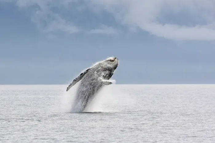 Framed Print : Humpback whale - Breaching - The whale is leaping into the air rotating and landing on its back or side to create a chin-slap - inside Passage - Alaska Framed Print : Humpback whale - Breaching - The whale is leaping into the air rotating and landing on its back or side to create a chin-slap - inside Passage - Alaska