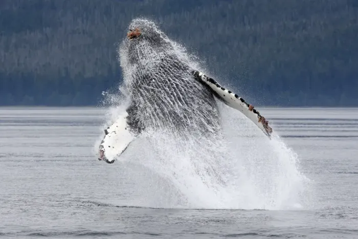 Framed Print : Humpback whale - Breaching - The whale is leaping into the air rotating and landing on its back or side to create a chin-slap - inside Passage - Alaska Framed Print : Humpback whale - Breaching - The whale is leaping into the air rotating and landing on its back or side to create a chin-slap - inside Passage - Alaska
