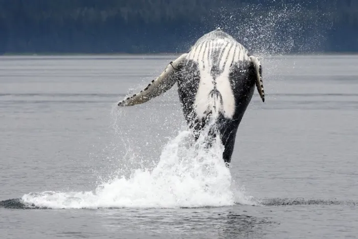 Framed Print : Humpback whale - Breaching - The whale is leaping into the air rotating and landing on its back or side to create a chin-slap - inside Passage - Alaska Framed Print : Humpback whale - Breaching - The whale is leaping into the air rotating and landing on its back or side to create a chin-slap - inside Passage - Alaska