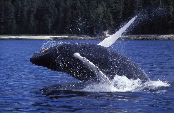 Humpback Whale Calf - Breaching