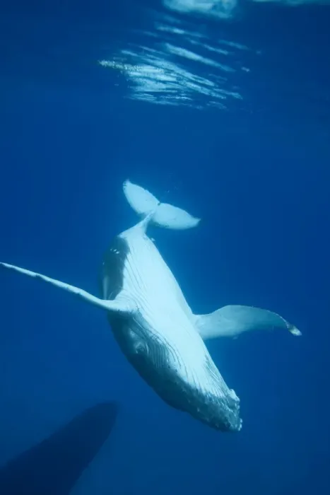 Framed Print : Humpback whale - Calf diving to join its mother (visible in the lower left corner). Vava'u, Tonga, South Pacific
