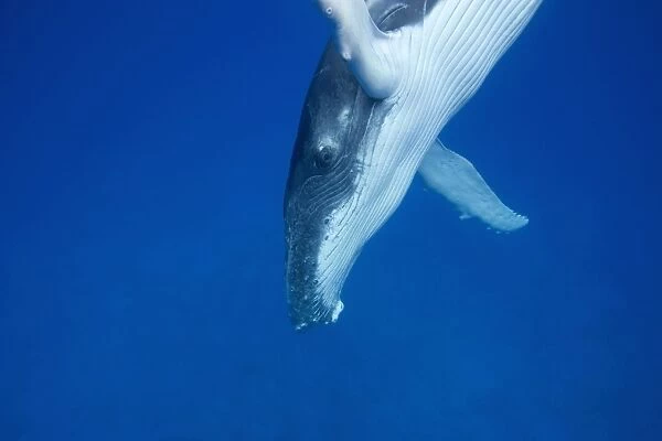 Humpback whale - Calf, diving Vava'u, Tonga, South Pacific