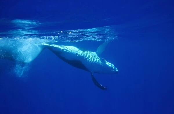 Humpback whale - Calf, rolling and diving after breathing at the surface Vava'u, Tonga, South Pacific