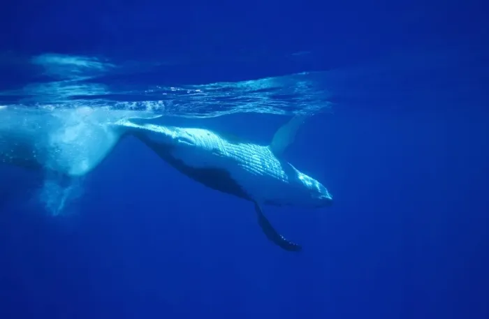 Framed Print : Humpback whale - Calf, rolling and diving after breathing at the surface Vava'u, Tonga, South Pacific Framed Print : Humpback whale - Calf, rolling and diving after breathing at the surface Vava'u, Tonga, South Pacific