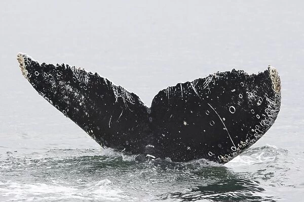 Humpback whale - Caudal fin with barnacles