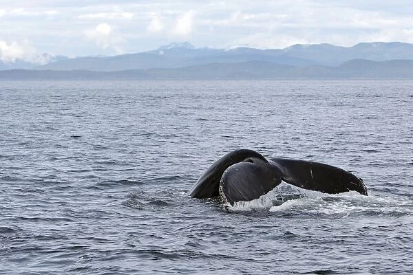 Humpback Whale - Caudal fin - inside Passage - Alaska
