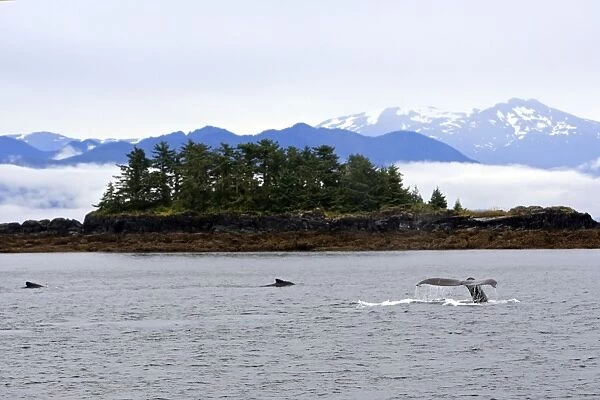 Humpback Whale - Caudal fin - inside Passage - Alaska