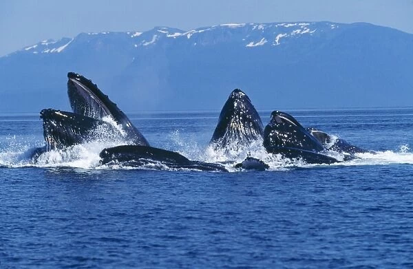 Humpback Whale - cooperative feeding 'bubble net feeding' Alaska