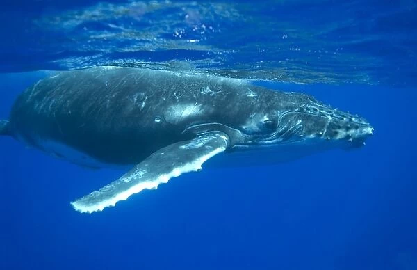 Humpback whale - A curious calf approaches the photographer. Vava'u, Tonga, South Pacific