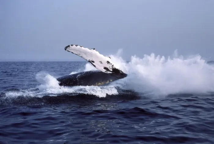 Framed Print : Humpback whale - falling back into the sea at the end of a breach. Stellwagen Bank Marine Sanctuary, New England, USA DA760 Framed Print : Humpback whale - falling back into the sea at the end of a breach. Stellwagen Bank Marine Sanctuary, New England, USA DA760