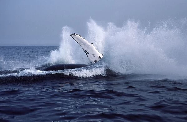 Humpback whale - Falling back in the water at the end of a breach. Stellwagen Bank Marine Sanctuary, Gulf of Maine, Atlantic Ocean