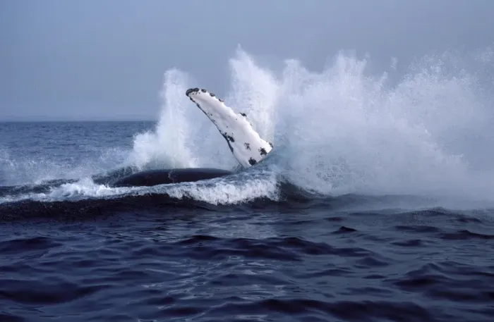 Framed Print : Humpback whale - Falling back in the water at the end of a breach. Stellwagen Bank Marine Sanctuary, Gulf of Maine, Atlantic Ocean Framed Print : Humpback whale - Falling back in the water at the end of a breach. Stellwagen Bank Marine Sanctuary, Gulf of Maine, Atlantic Ocean