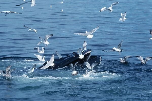 Humpback Whale - feeding