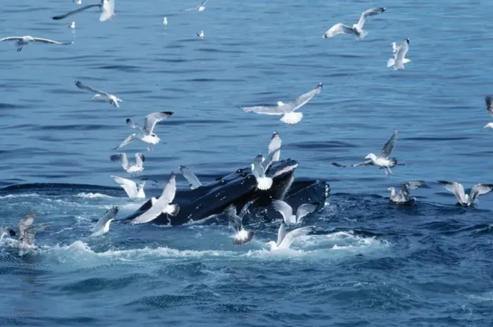 Framed Print : Humpback Whale - feeding Framed Print : Humpback Whale - feeding