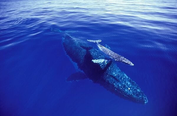 Humpback whale - female with week old calf. Tonga JLR05890