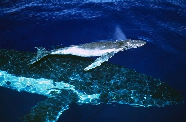 Humpback Whale - female and her week-old calf Tonga JLR05903