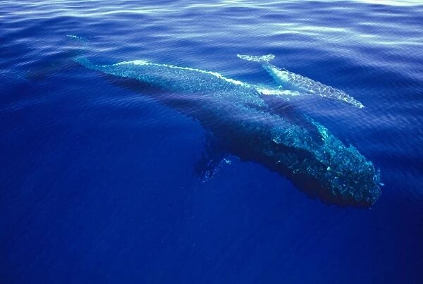 Humpback Whale - female and her week-old calf Tonga JLR05893